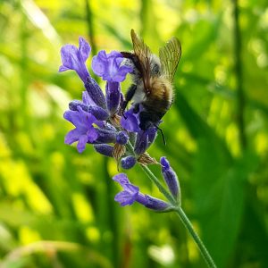 abeille-sur-fleur-lavande