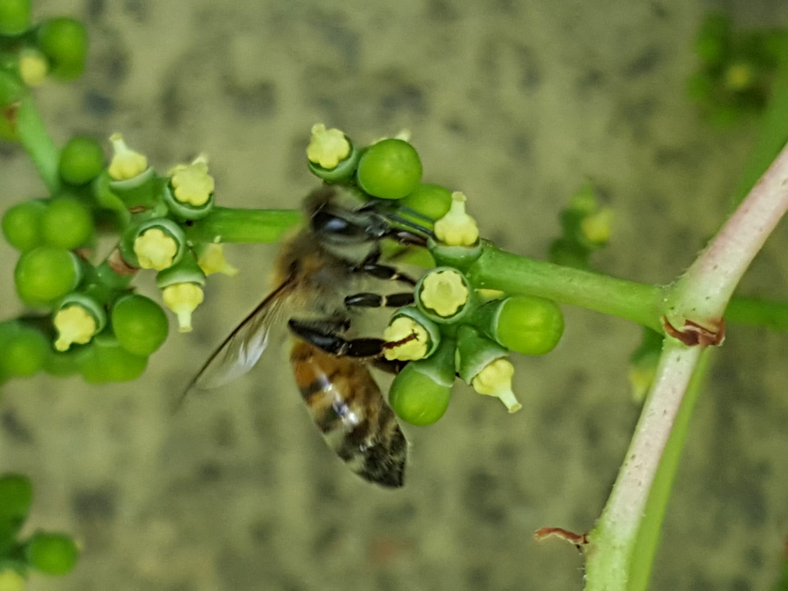 abeille-butine-fleur-de-vigne-vierge