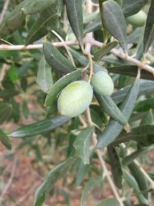 deux-olives-sur-arbre
