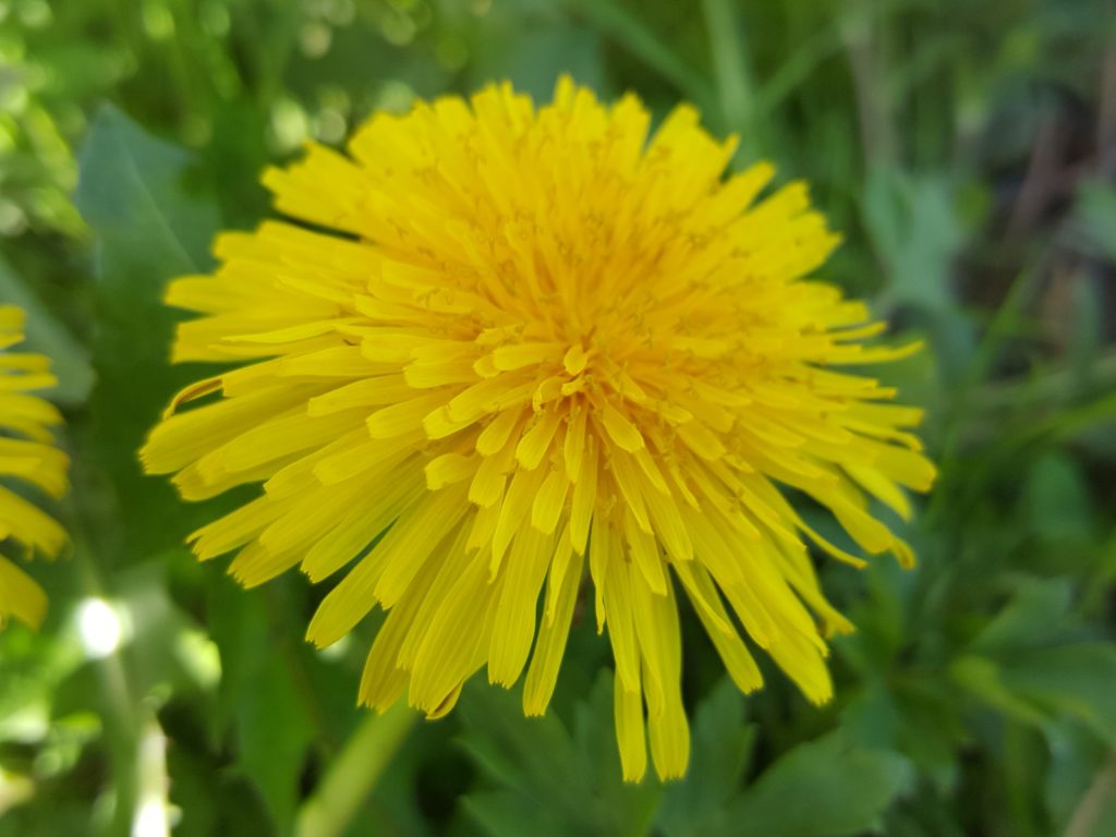 fleur-pissenlit-jaune